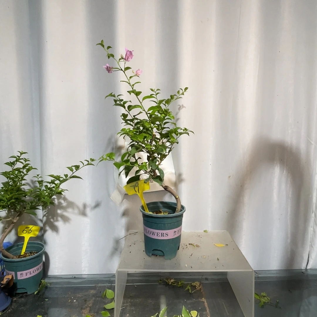 当前无花栽培后可以开花79巴西紫扦插