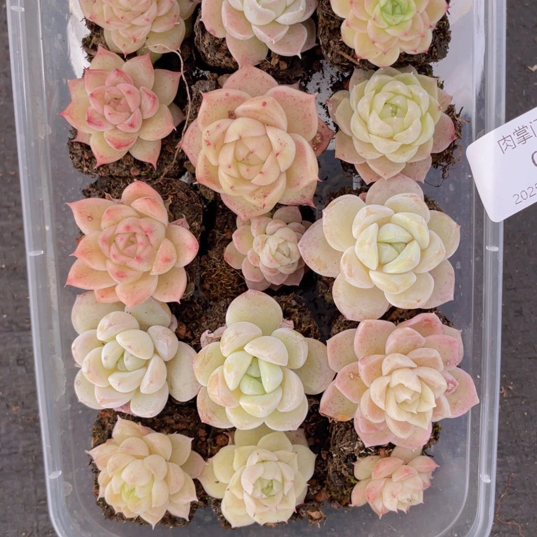 我们的生活方式是什么014