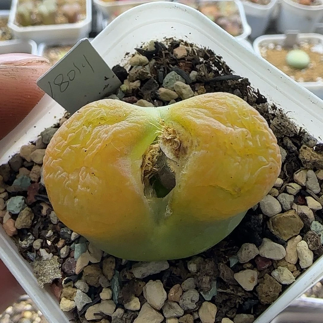 639大蟠桃3厘米带盆土