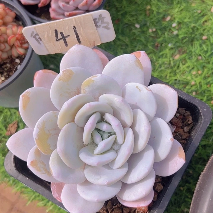 健健康康平平安安