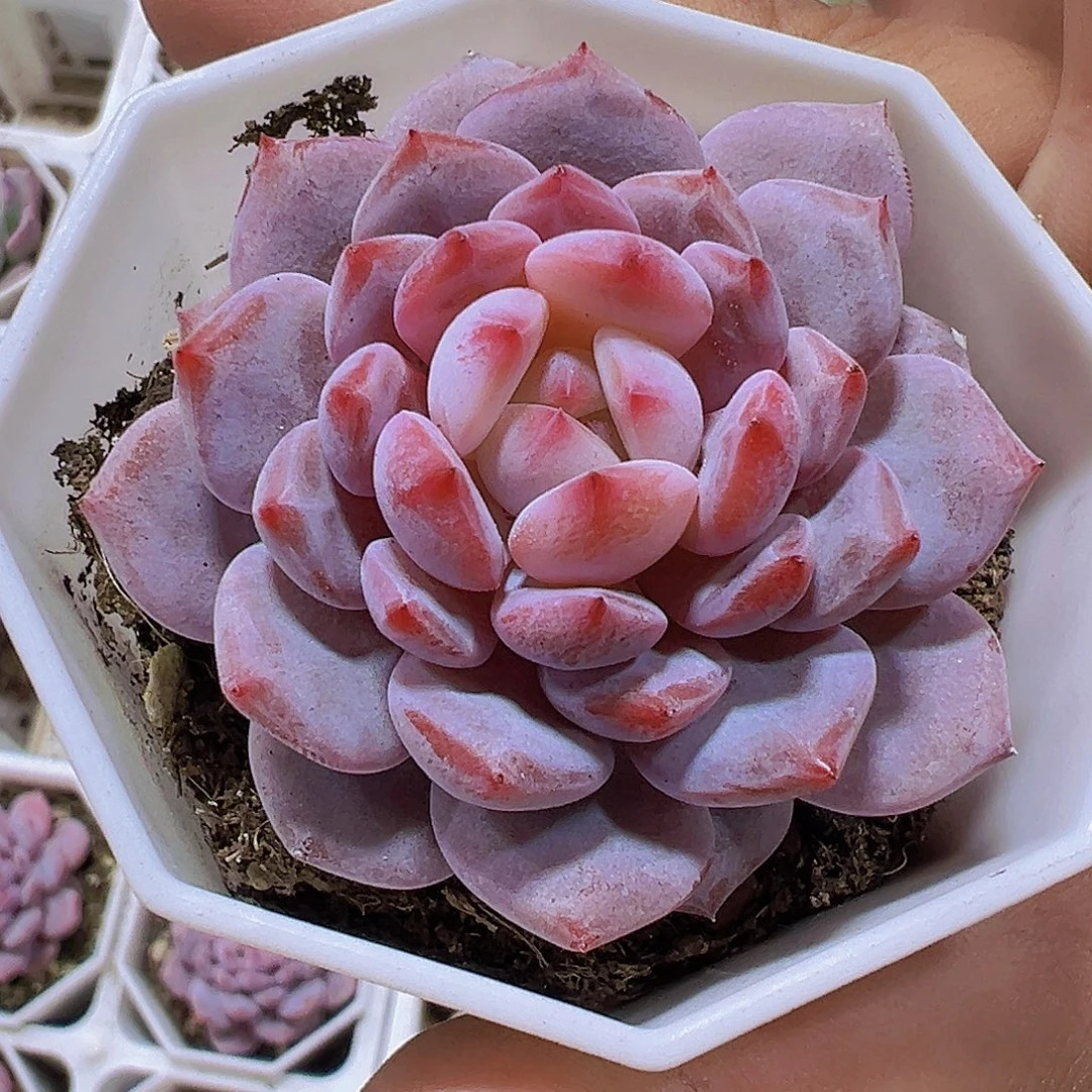 小精品星星橙19包邮