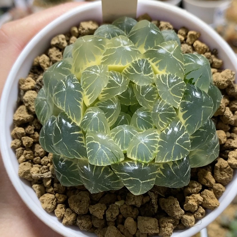 【闪购商品】87糊斑湖水