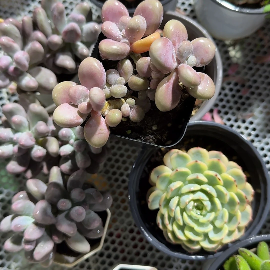 桃蛋特价多肉植物