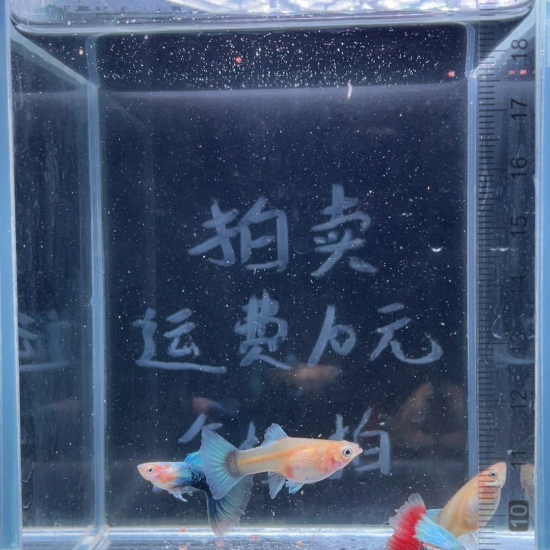 孔雀鱼黄化蓝礼服鸥翼两对