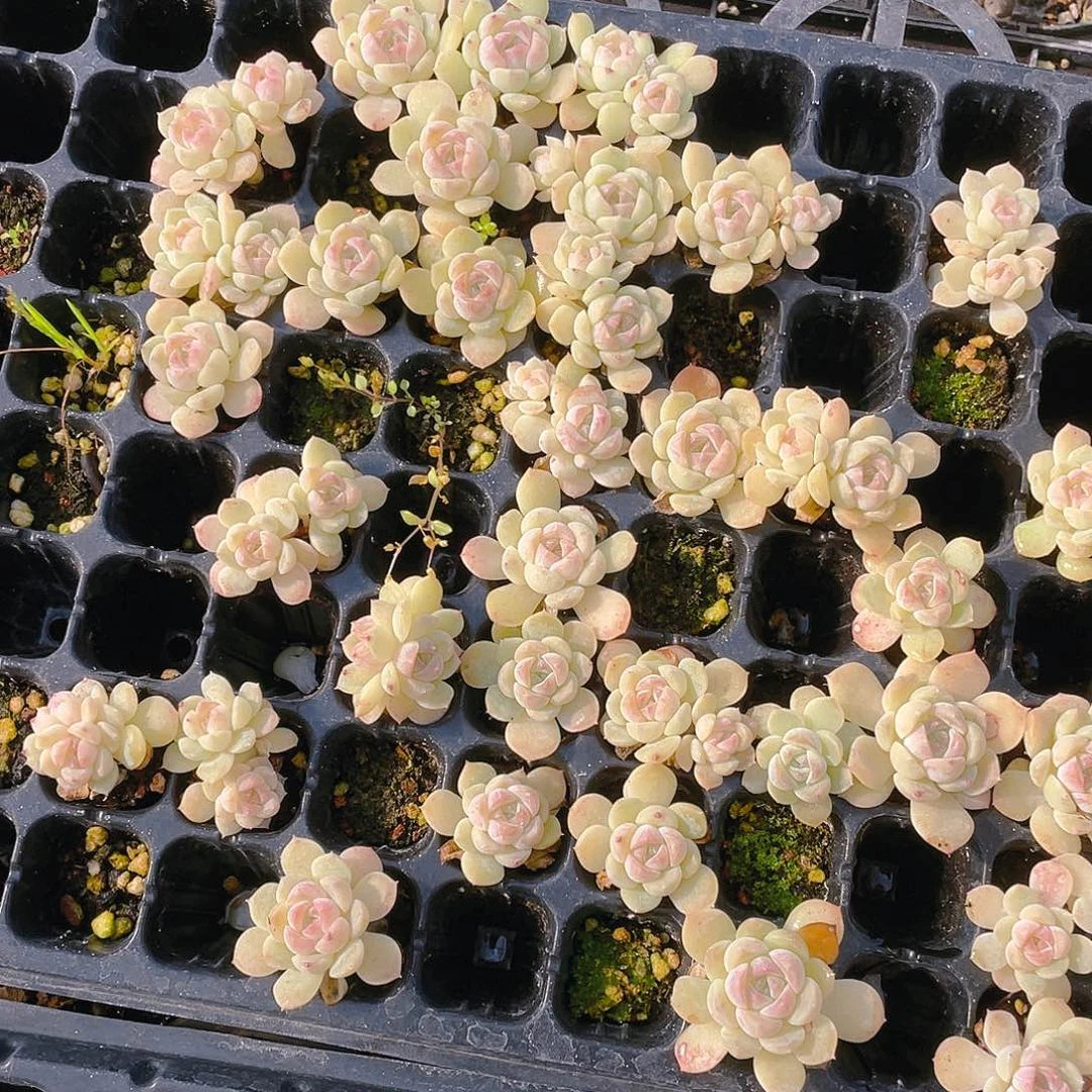 巫冰魄穴一个满25包邮