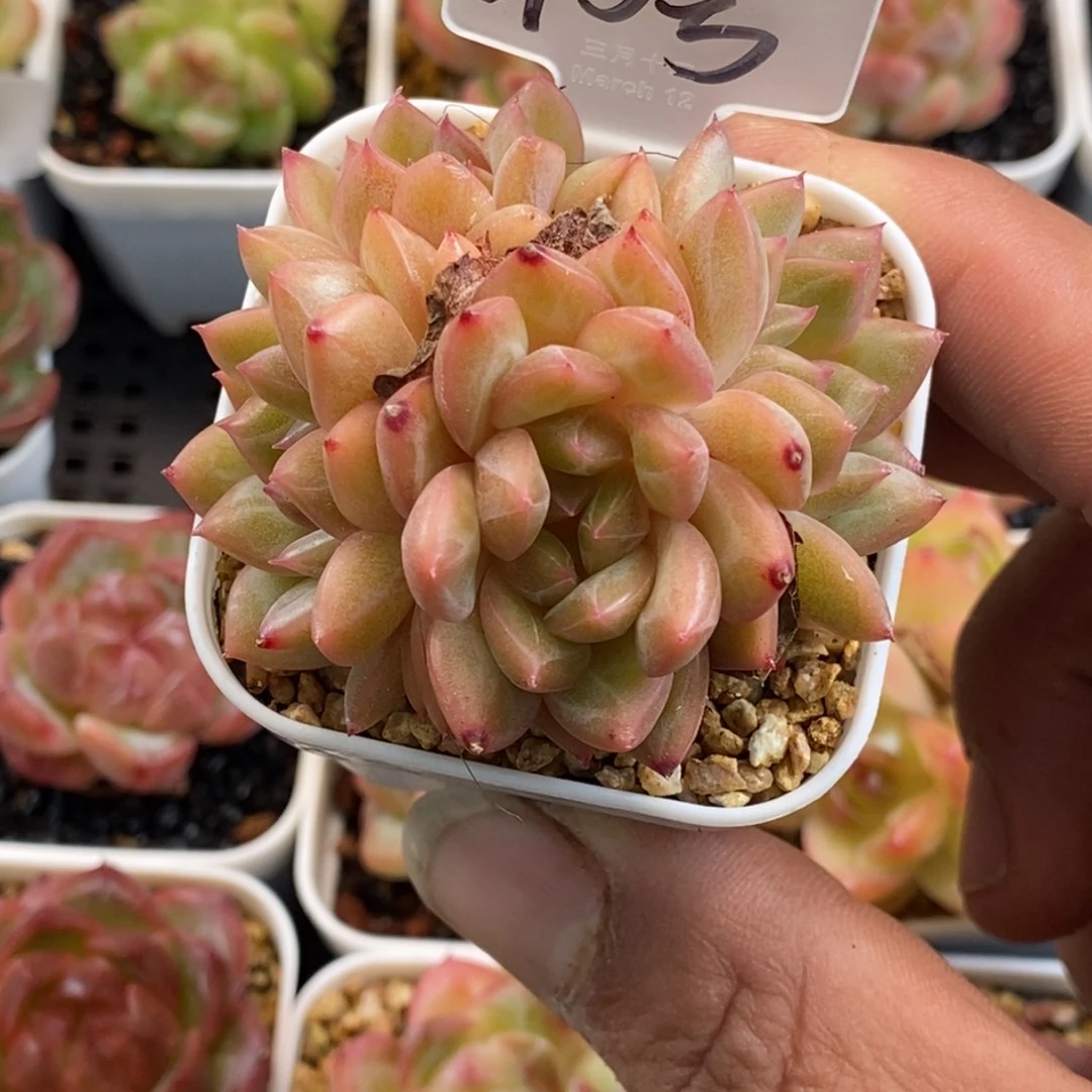 新品杂交个体哈哈哈哈