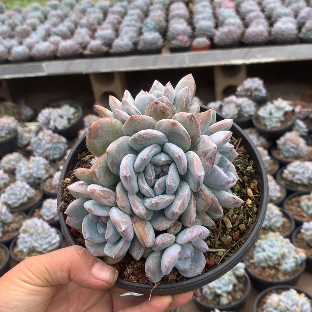 无花朵无砍花花花花花花花花52