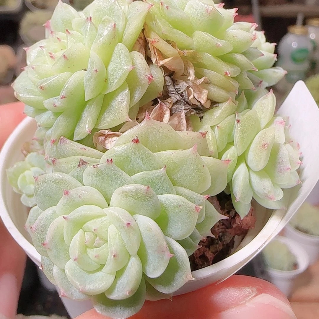 花语逸镜1128-73散