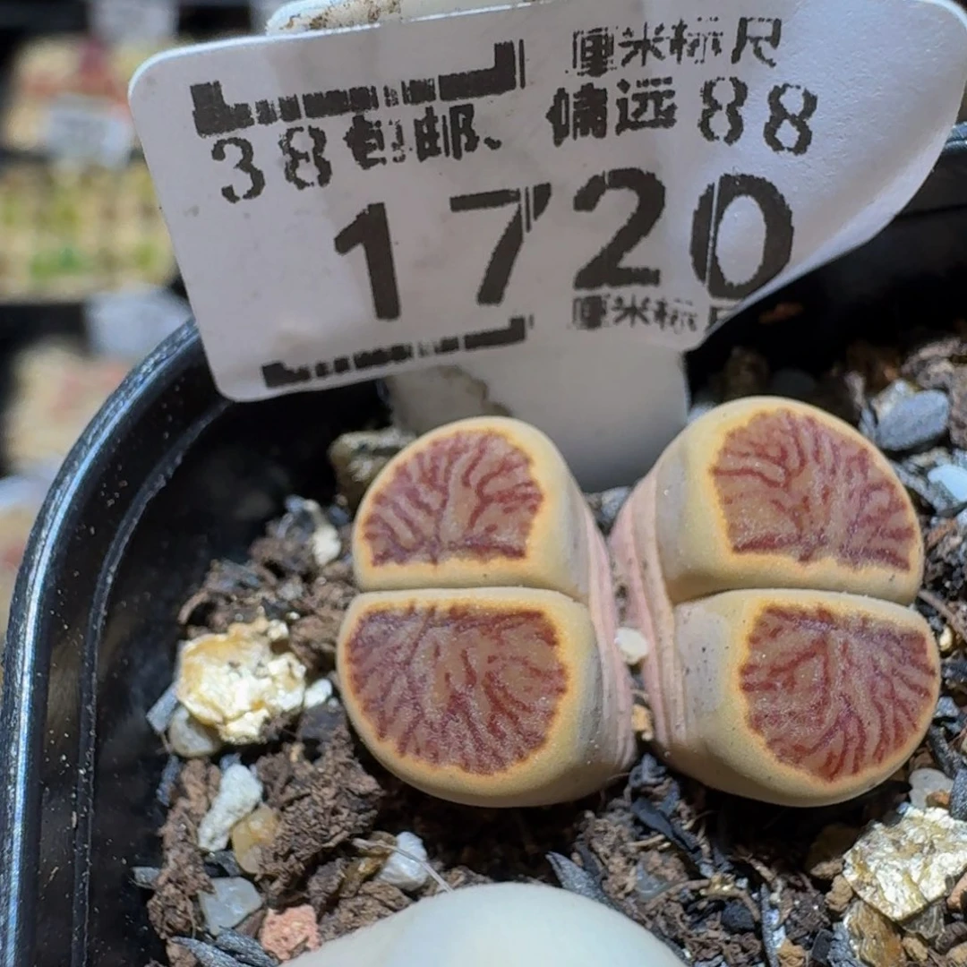 Ssss精品生石花1720