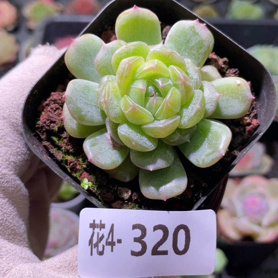 花利美 4-320白色恋人