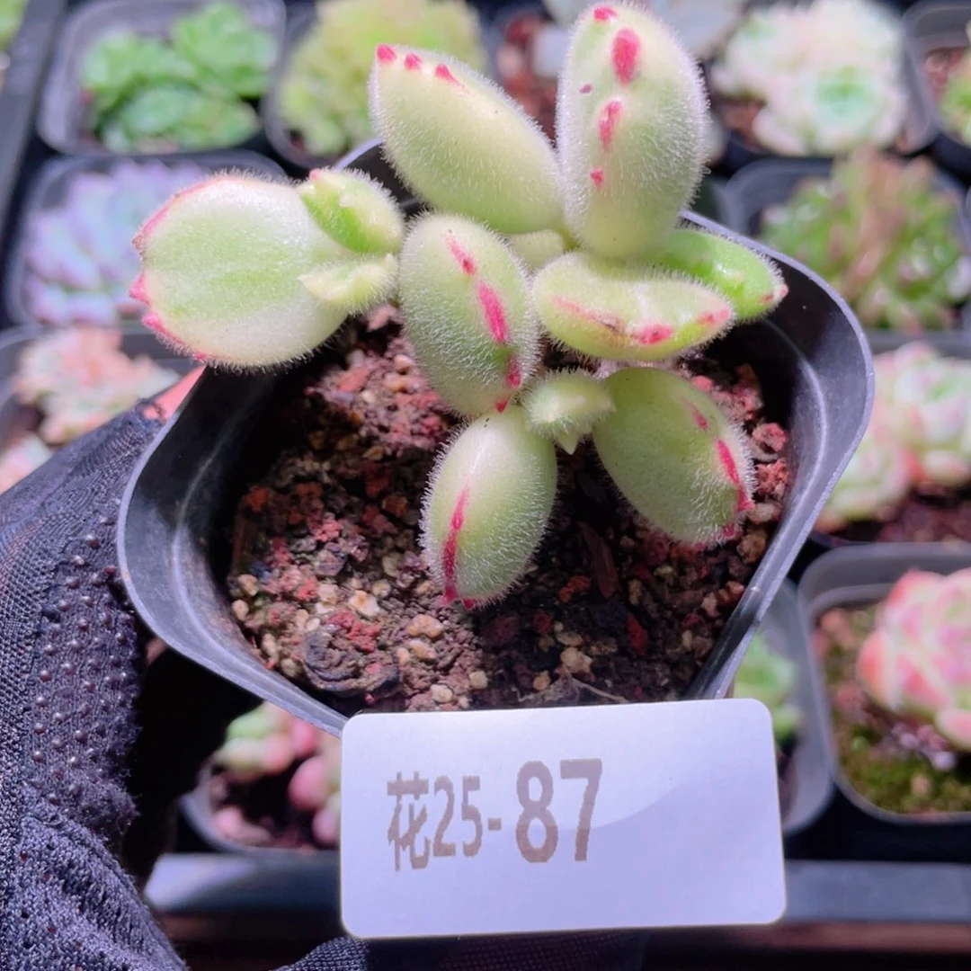 花利美25-87彩熊  不售后