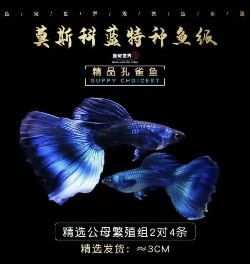 精品深海大蓝魔大尾微瑕种公3条（2条送1条备损）尾巴开叉不包损