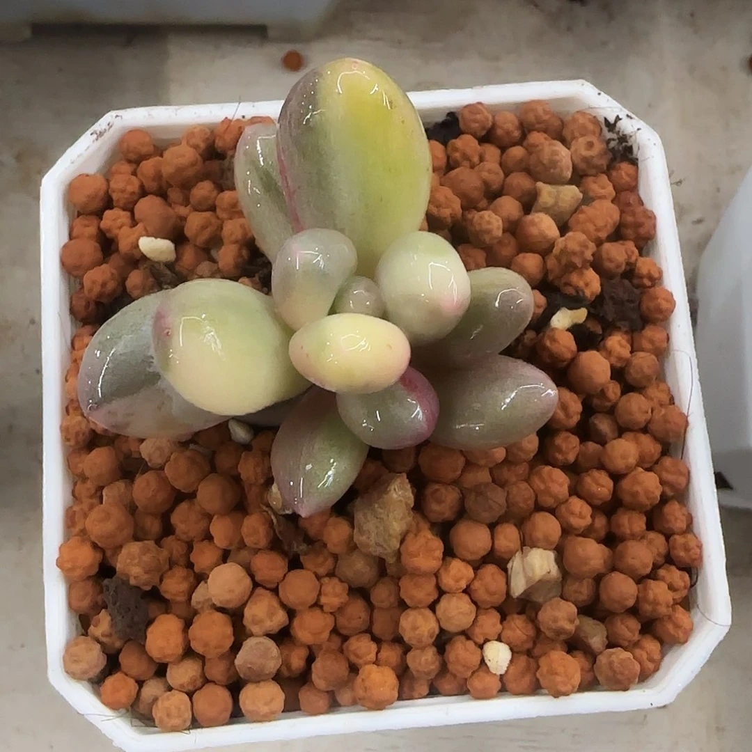 奶酪锦多肉植物啊