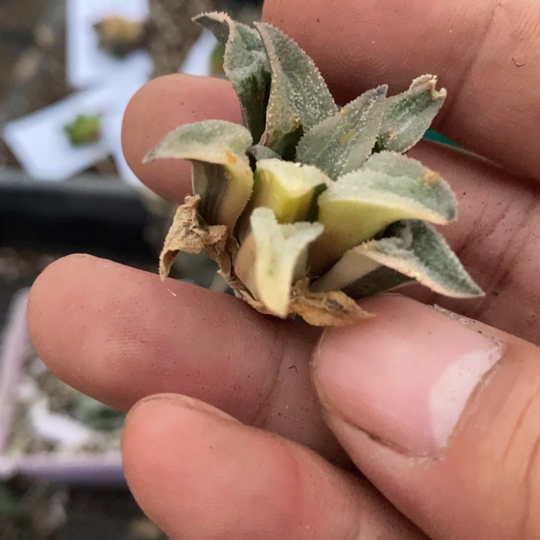 心***站2768 一颗福利。