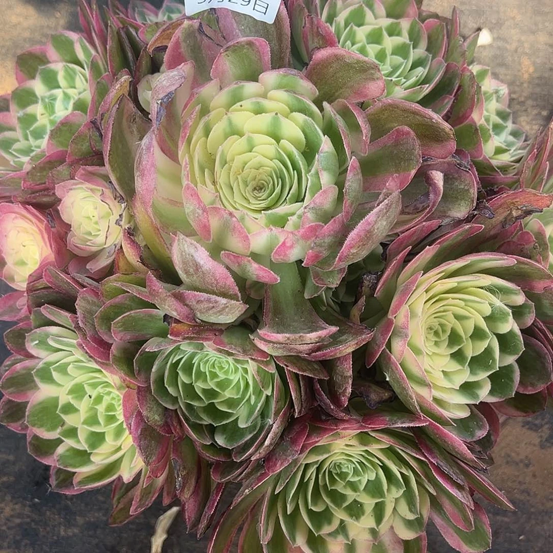 5.29-16海仙多肉植物