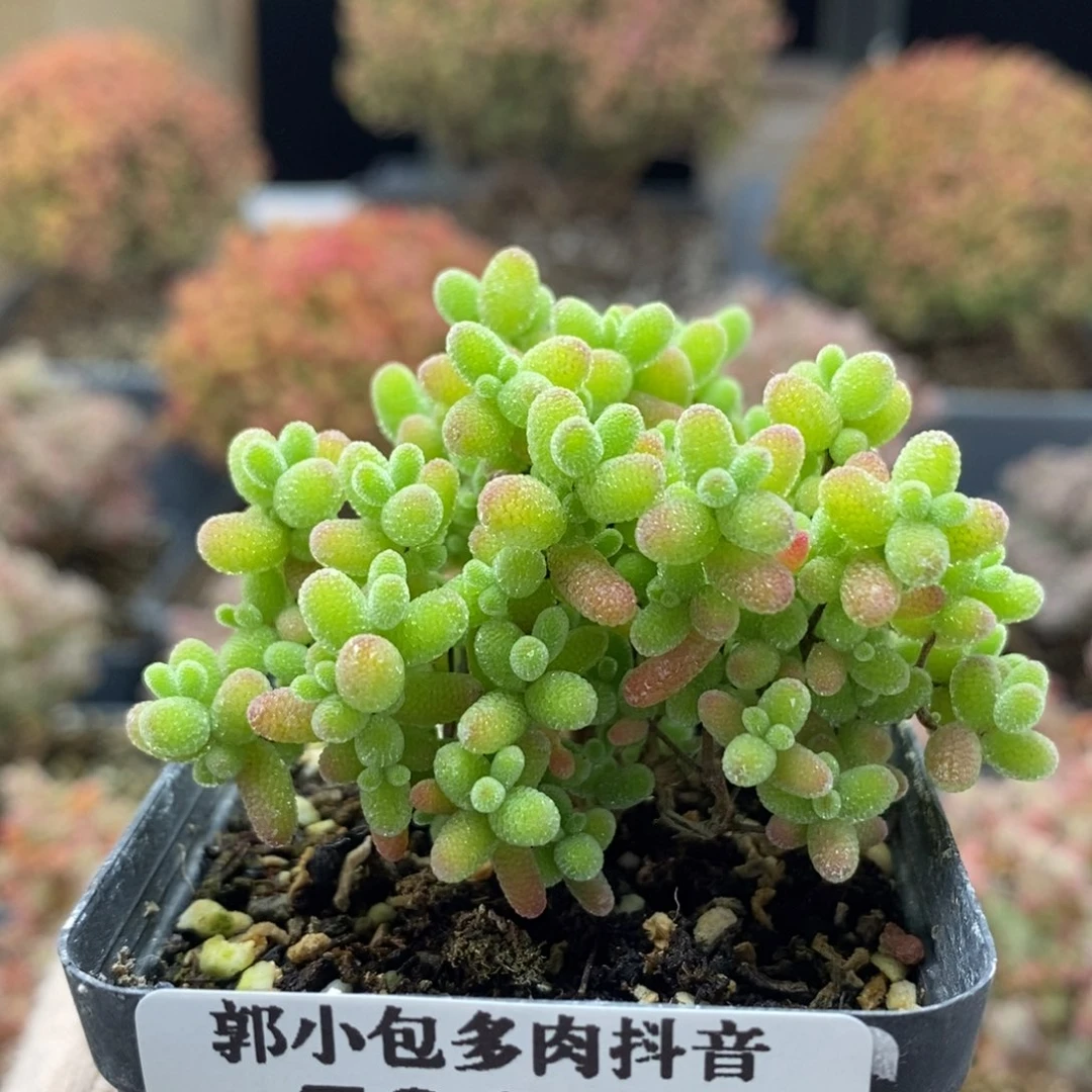 蜜橘糖球5205枝干番杏