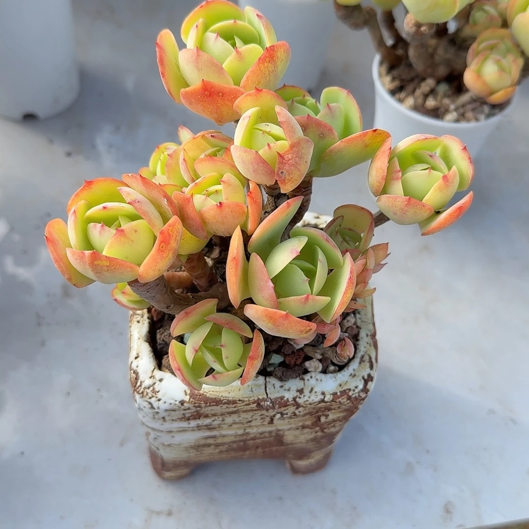 薄***空鸡蛋碧桃多肉植物一颗