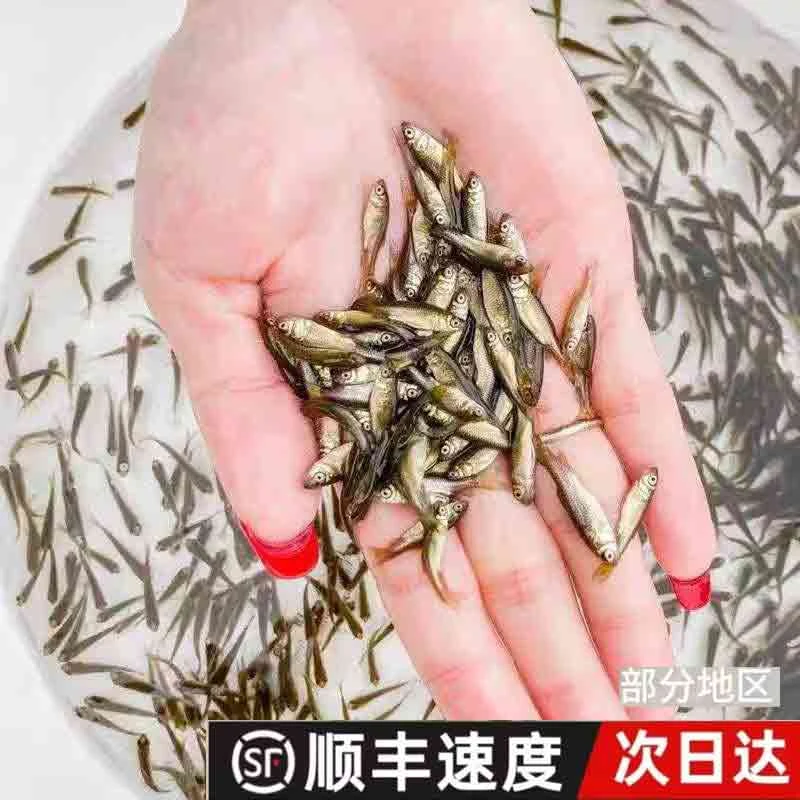 包活淡水鱼鲜活开口杂鱼饲饵鱼麦穗鱼小鱼苗喂龙鱼罗汉鳄龟饲料鱼