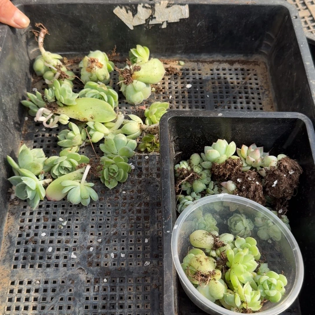 多肉杂交一物一拍11-90