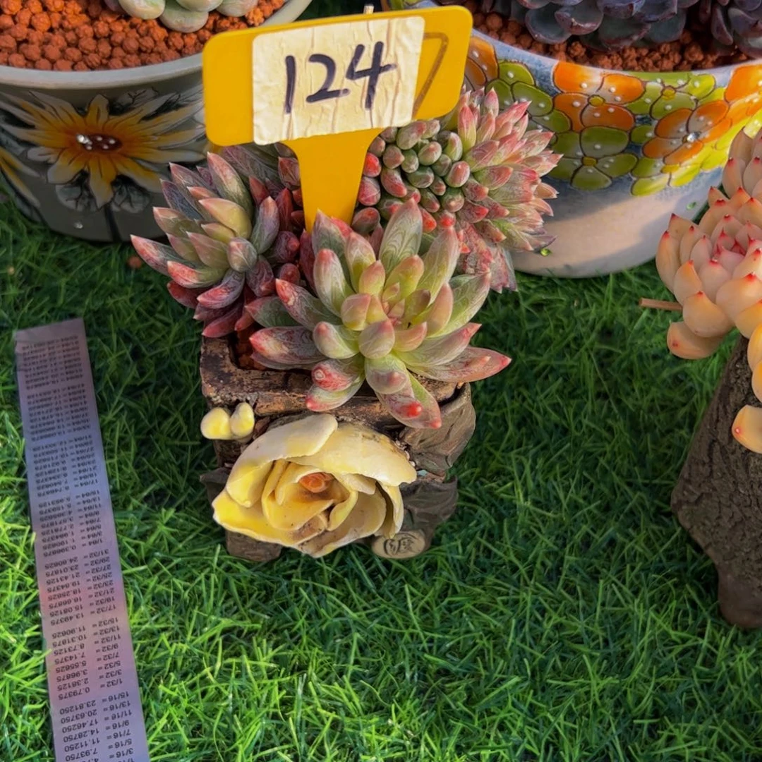 安**身炫彩星缀124号带盆