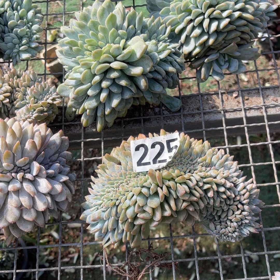 ****i225号47895888888