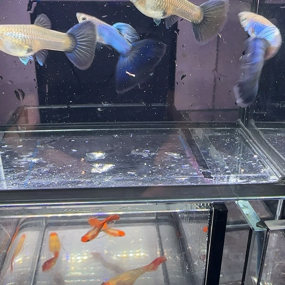 孔雀鱼新加兰两队，三个月