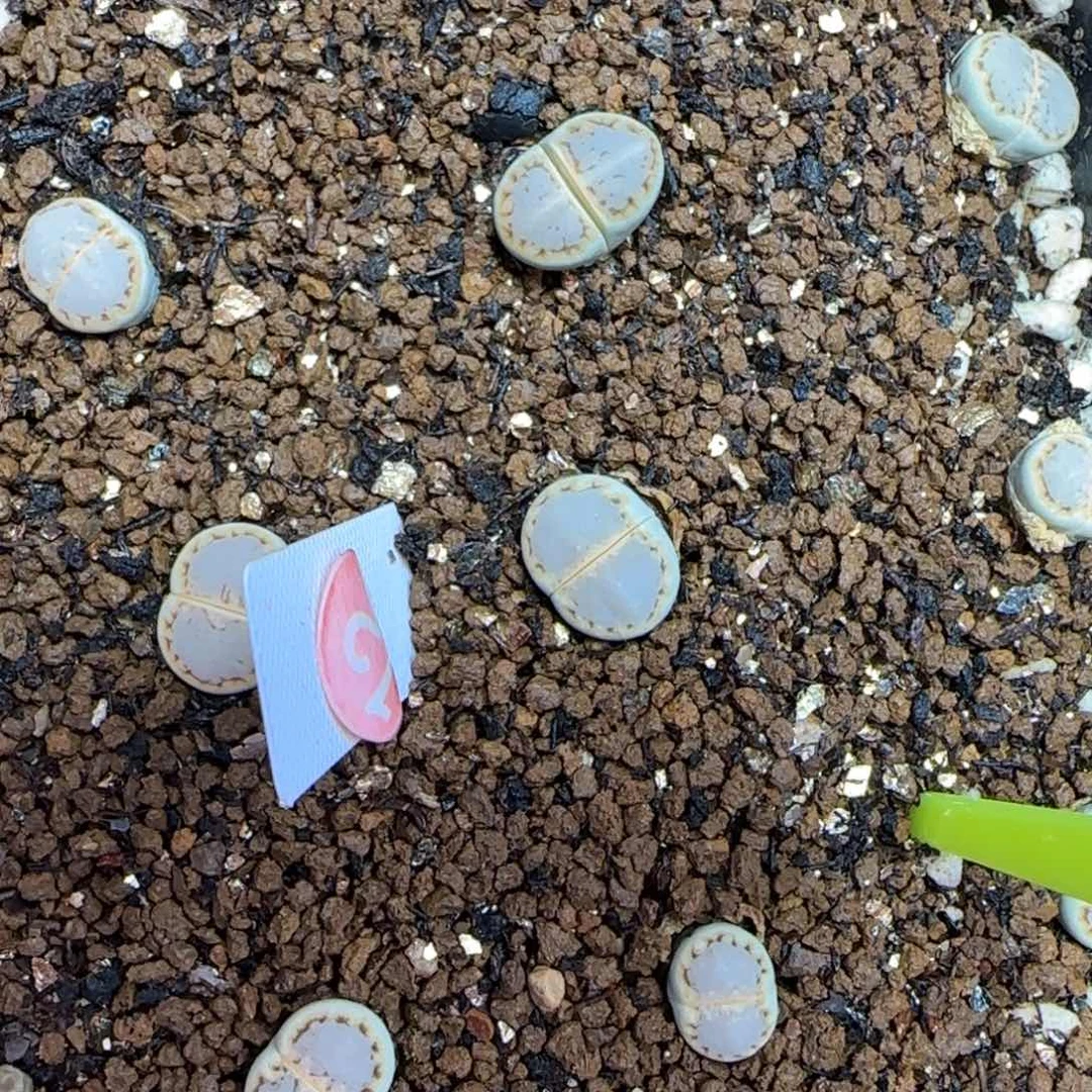 小马哥绿饼干可挑大棚直播