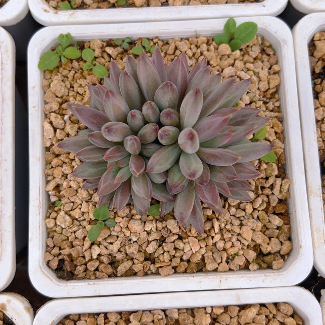 几样155555555555555