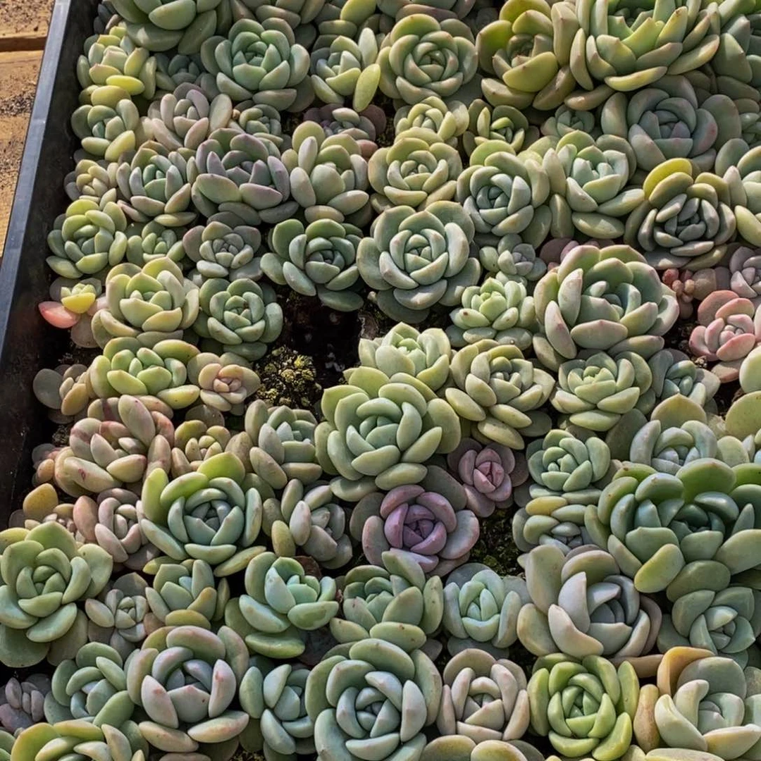 Y****）626点钟左右到家了，你在哪里