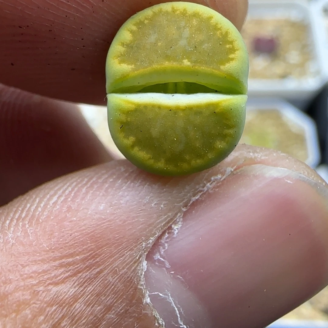 760 生石花大棚直播