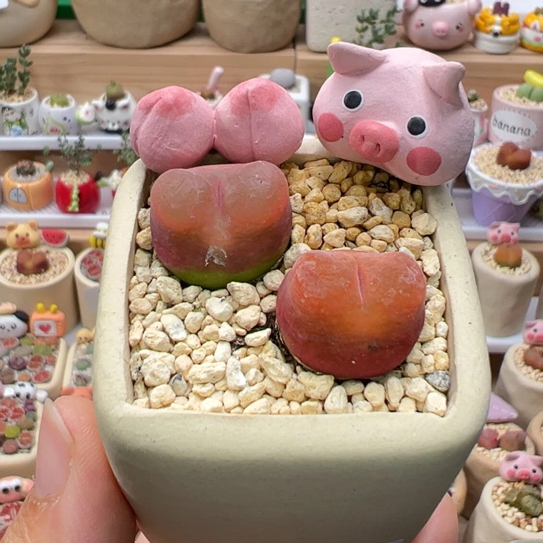 多肉植物114号水蜜桃