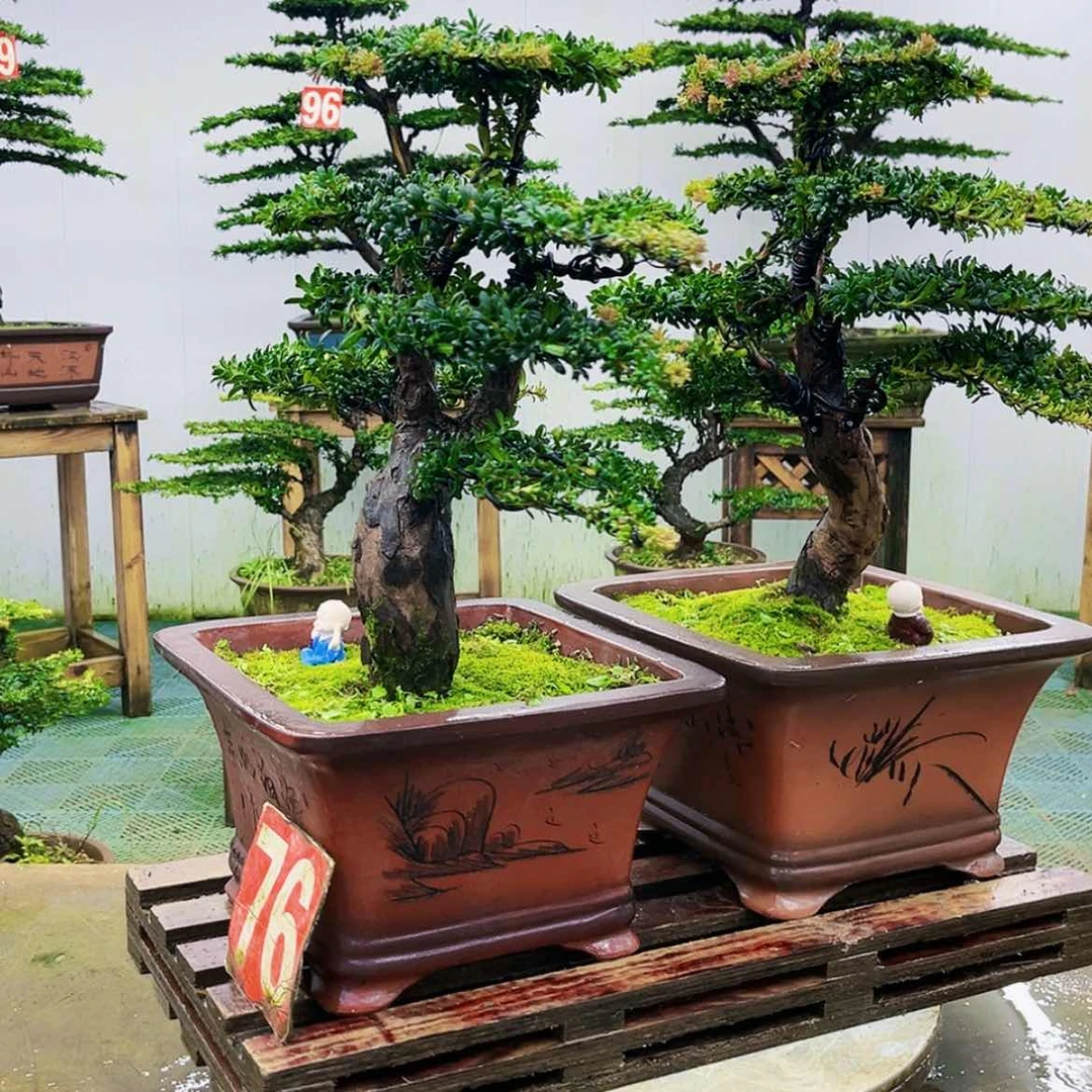 【闪购商品】无花朵