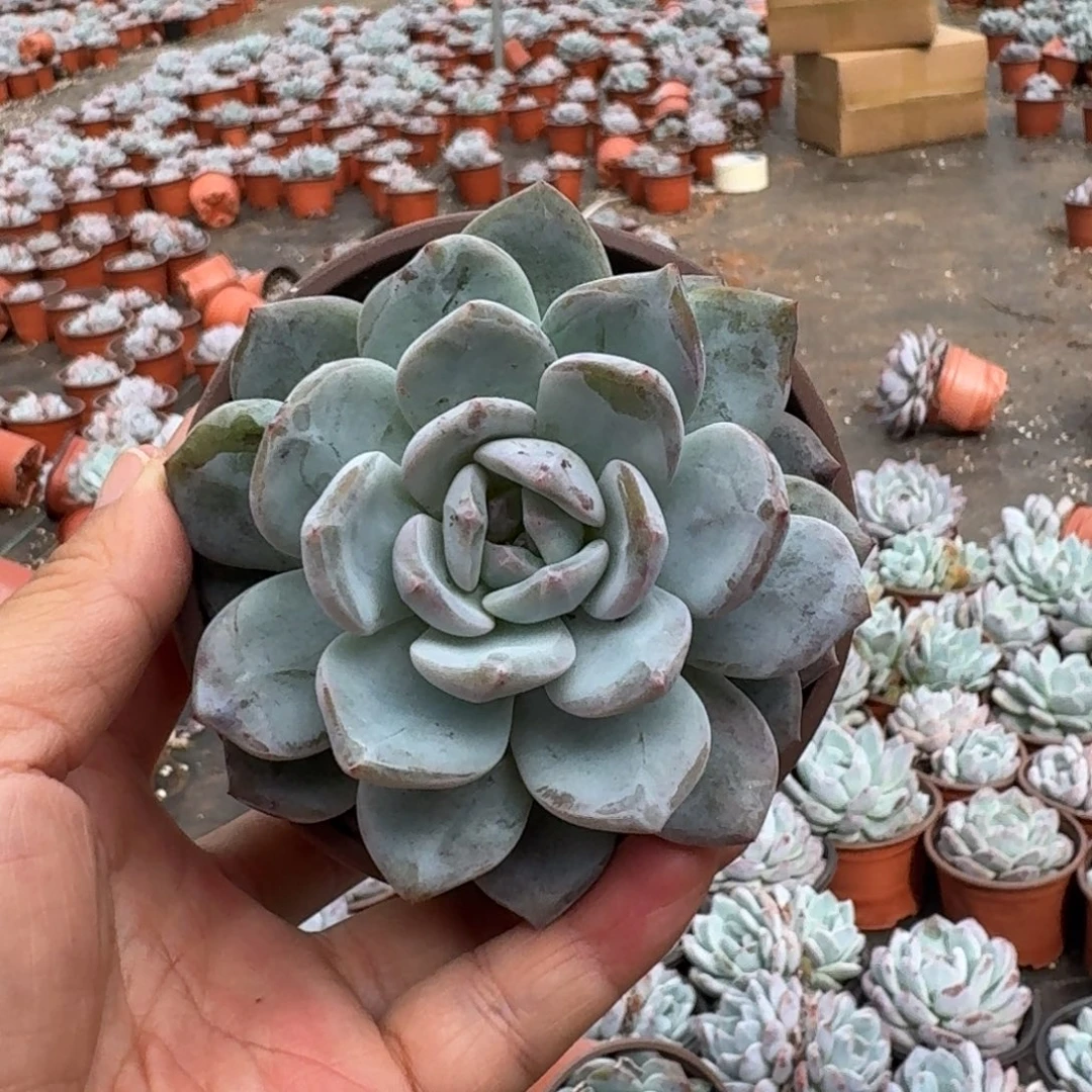 梦露绿菜单双混6厘米10棵不售后