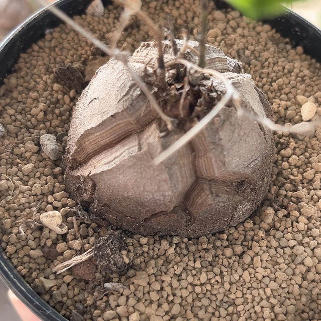 老****潮流植物南非龟，大甲