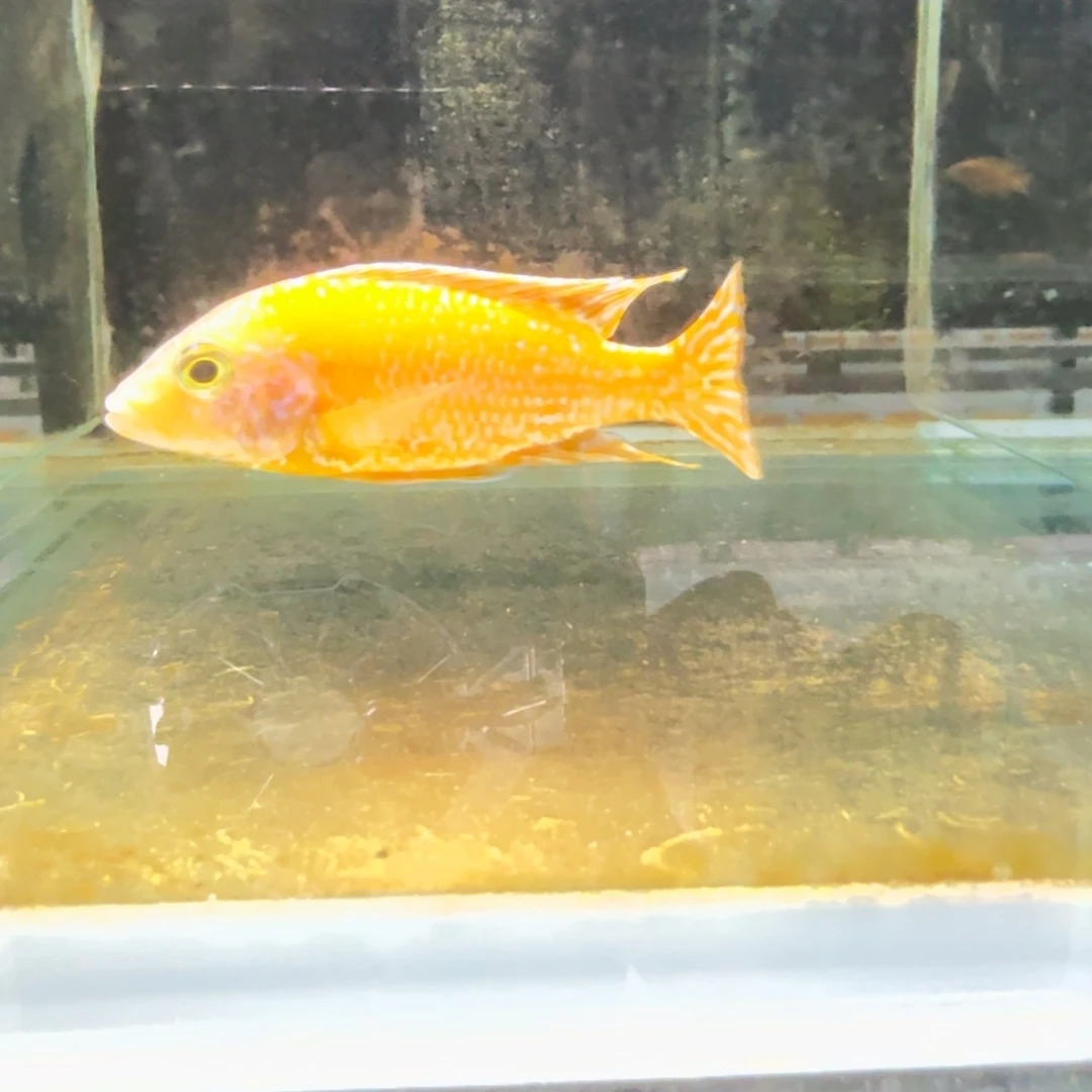 慈鲷340龙血火焰红。