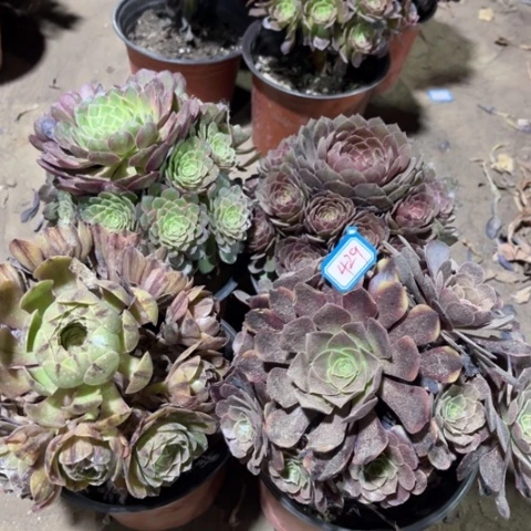 429多肉植物组合，