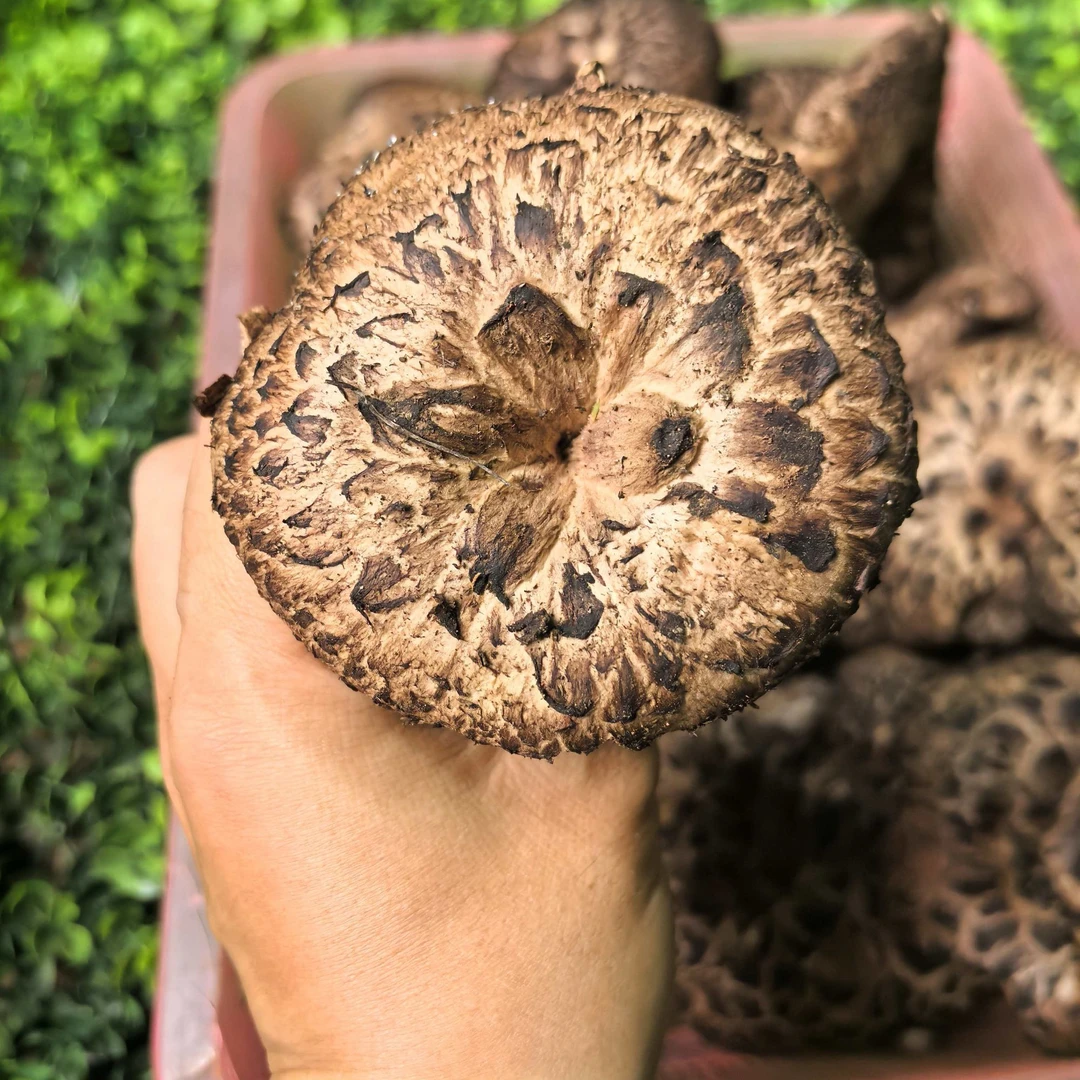 云南香格里拉新鲜黑虎掌菌