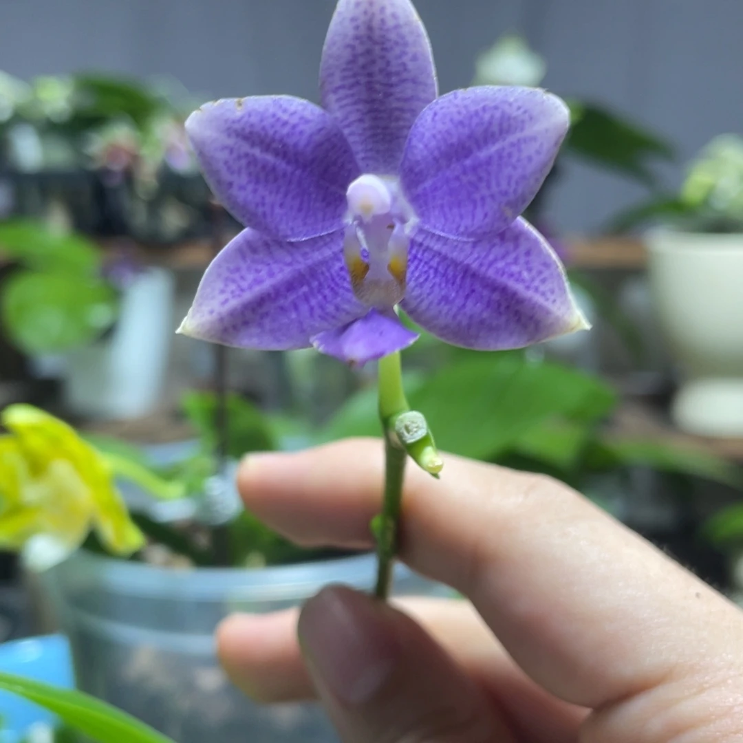 完全开放15叶瑕花期不保