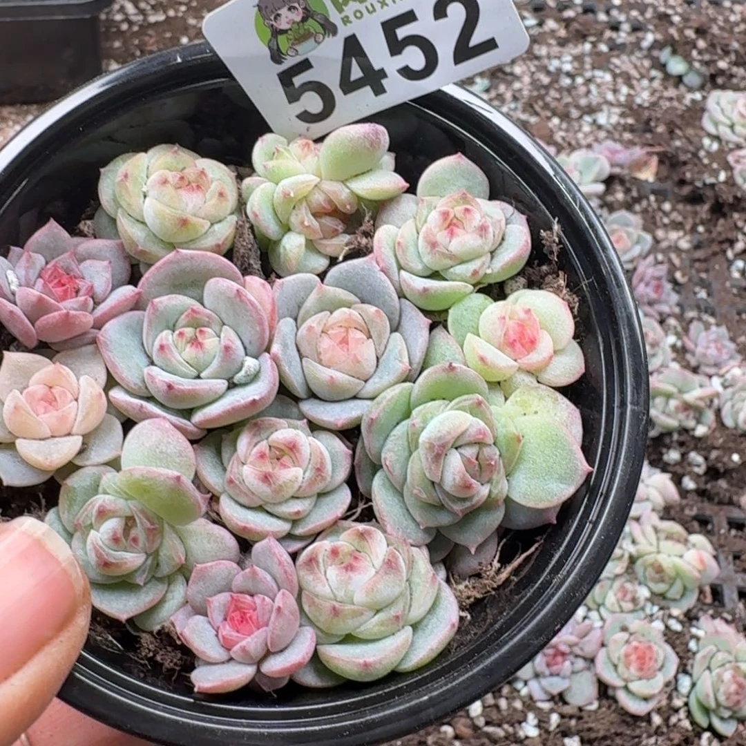 多肉植物多肉植物