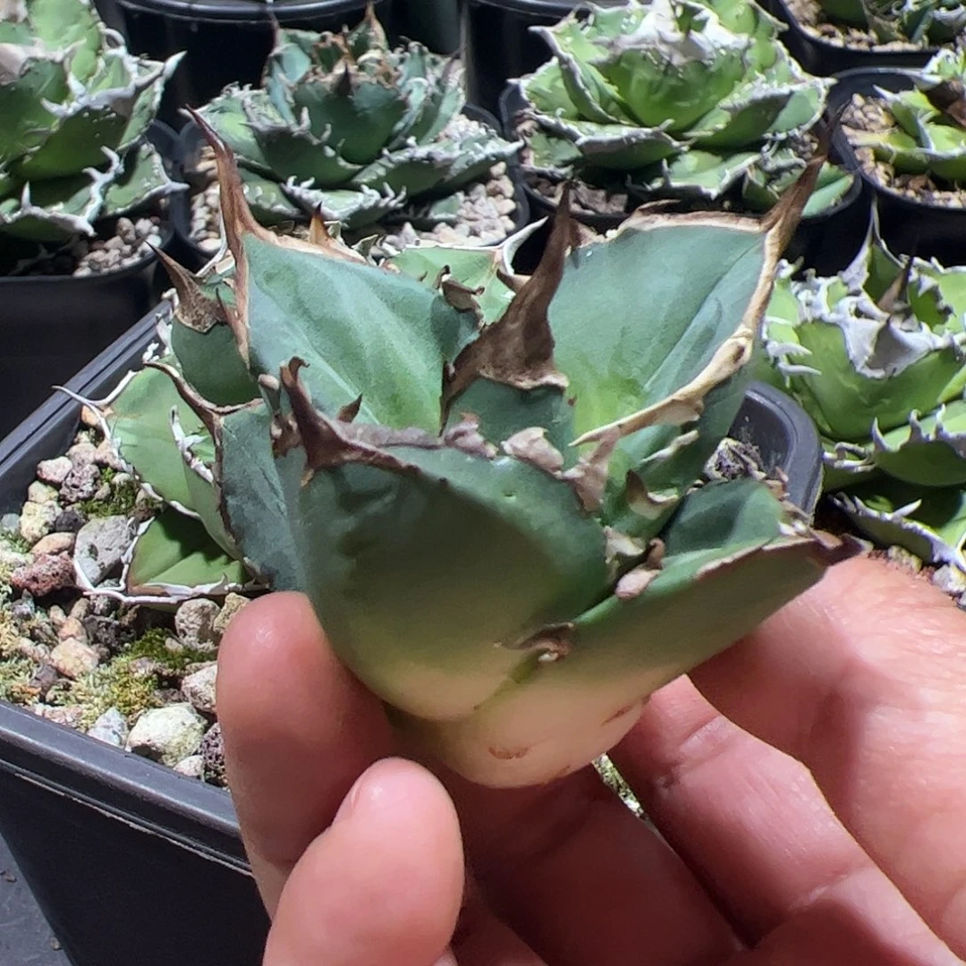 7号顶芽龙舌兰仁王冠