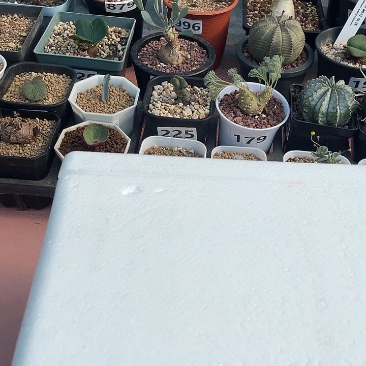 0度以下植物保温箱1只