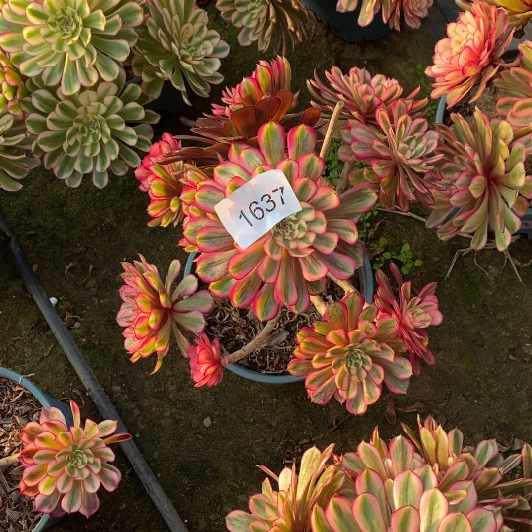 白月光1637号多肉