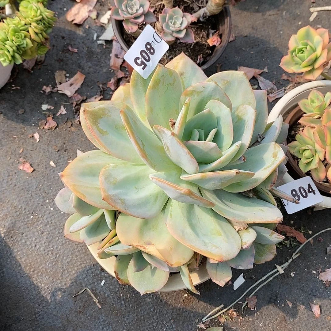 姐**_805血凤多肉植物