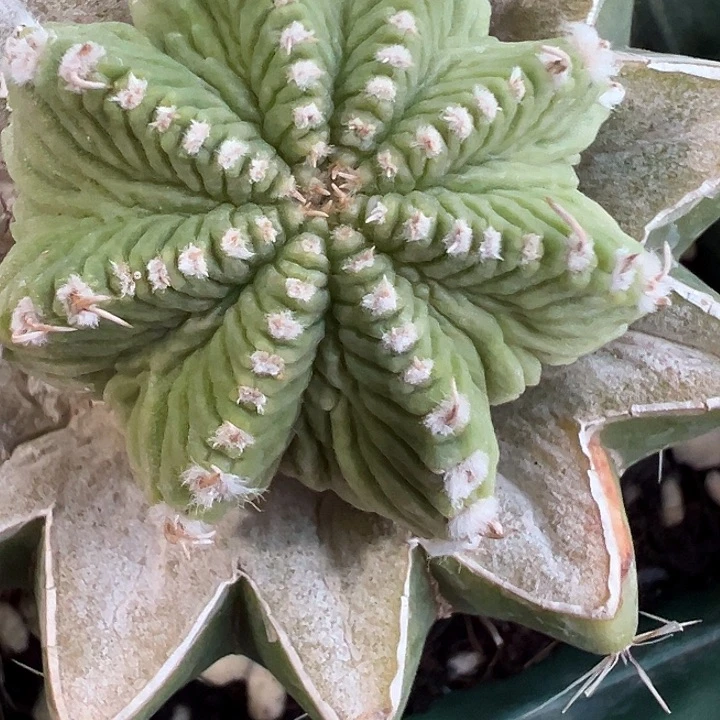 大玉老花珑大体型