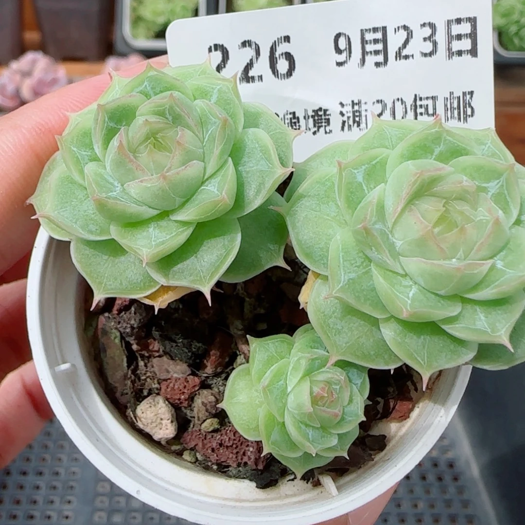 花语逸镜0923-226整