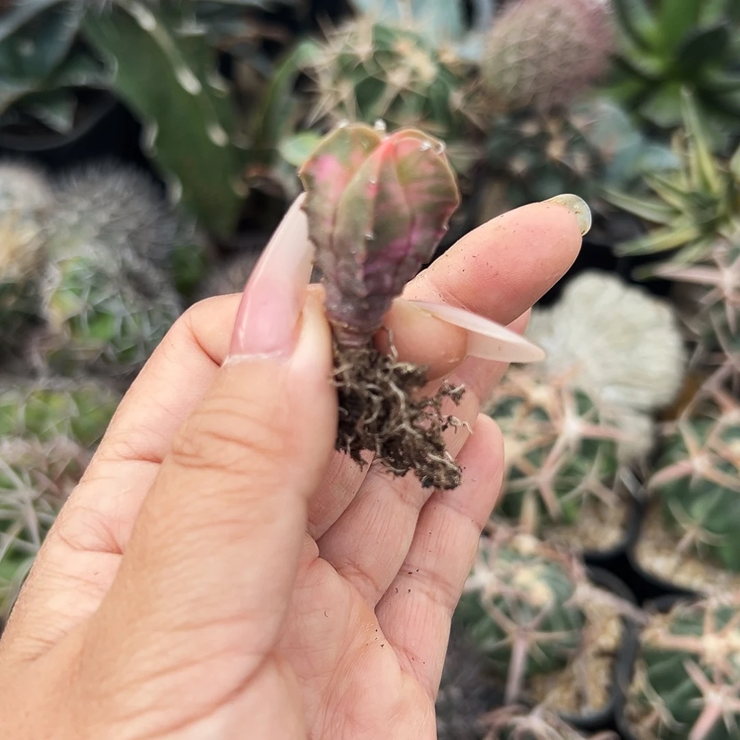 实生鸾锦仙人球666666