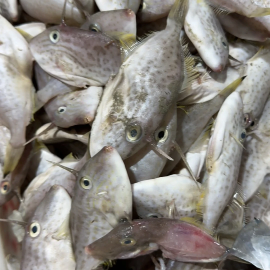 神泉本港迪仔5斤起拍