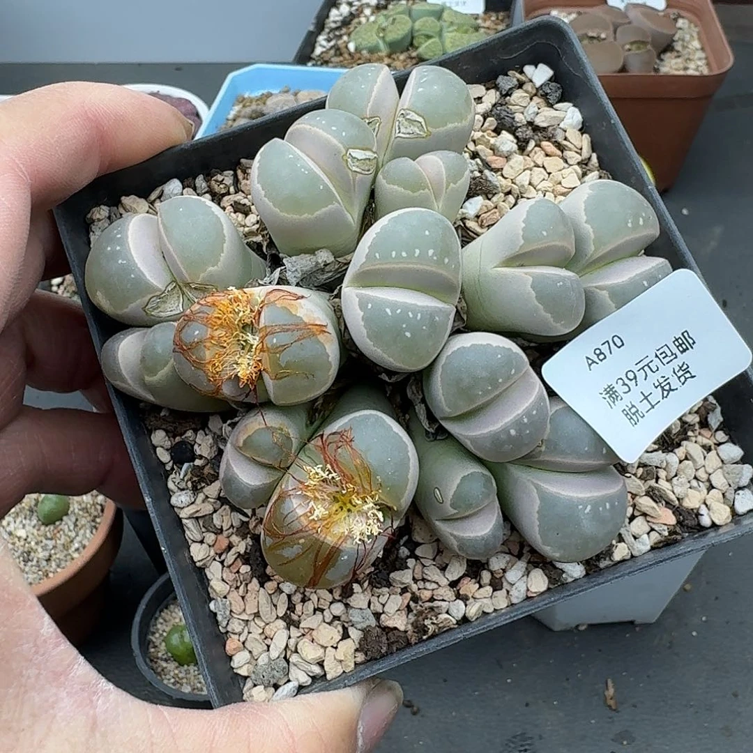 870多肉哈哈哈哈哈哈哈