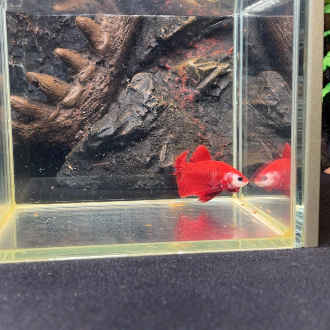 斗鱼十二月二日竞价