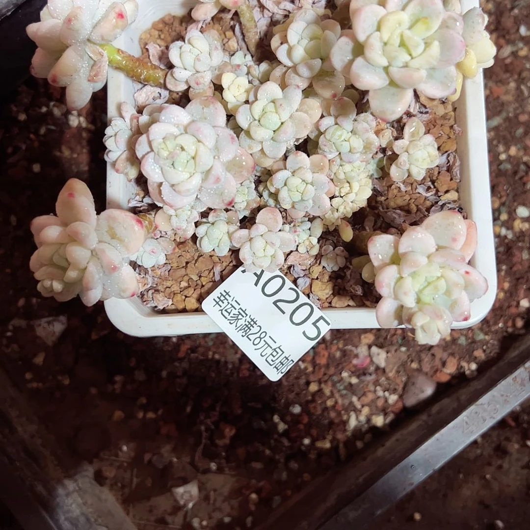 幸运的是我的朋友们